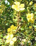 Bakeridesia integerrima   - Flowering stems