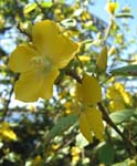 Bakeridesia integerrima   - Flowers