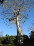 Adansonia digitata   - 