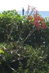 Aloe maculata   - 