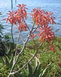 Aloe maculata   - 