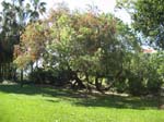 Callistemon viminalis   - 