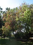 Callistemon viminalis   - 