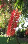 Callistemon viminalis   - 
