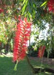 Callistemon viminalis   - 