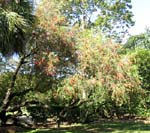 Callistemon viminalis   - 