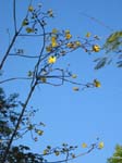 Cochlospermum vitifolium   - Flowering branches