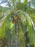 Cocos nucifera   - 