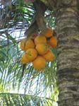 Cocos nucifera   - 