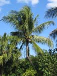Cocos nucifera   - 