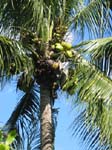 Cocos nucifera   - 