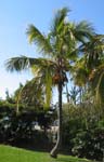 Cocos nucifera   - 