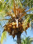 Cocos nucifera   - 
