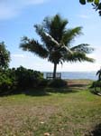 Cocos nucifera   - 
