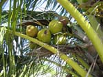 Cocos nucifera   - 