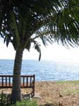 Cocos nucifera   - 