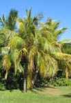 Cocos nucifera  'Spicata' - 