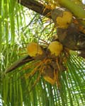 Cocos nucifera  'Spicata' - 