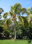 Cocos nucifera  'Spicata' - 