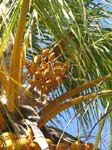 Cocos nucifera  'Spicata' - 