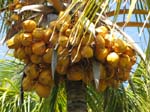 Cocos nucifera  'Spicata' - 