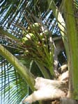 Cocos nucifera   - 