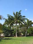 Cocos nucifera   - 