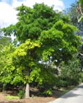 Couroupita guianensis   - 