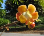 Couroupita guianensis   - 