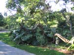 Delonix regia   - Habit