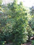 Gnetum gnemon   - 