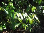 Gnetum gnemon   - 