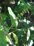 Gnetum gnemon   - 