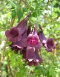 Jacaranda jasminoides   - 
