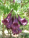 Jacaranda jasminoides   - 