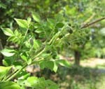 Jacaranda jasminoides   - 
