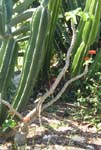 Jatropha podagrica   - 