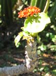 Jatropha podagrica   - 