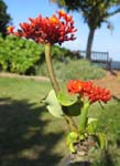 Jatropha podagrica   - 