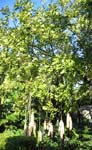 Kigelia africana   - 