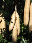 Kigelia africana   - 