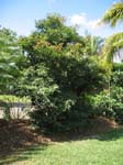 Manilkara zapota   - 