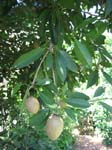 Manilkara zapota   - 