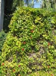 Passiflora cincinnata   - 