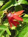 Passiflora cincinnata   - 