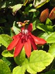 Passiflora cincinnata   - 