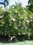 Podranea ricasoliana   - 