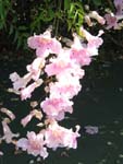 Podranea ricasoliana   - 