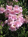 Podranea ricasoliana   - 