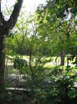 Poitea carinalis   - 